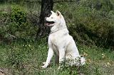 AKITA INU 406